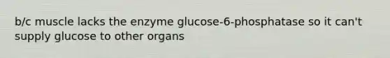 b/c muscle lacks the enzyme glucose-6-phosphatase so it can't supply glucose to other organs