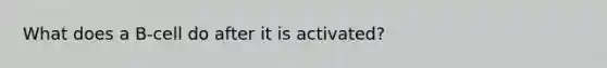 What does a B-cell do after it is activated?