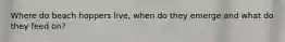 Where do beach hoppers live, when do they emerge and what do they feed on?