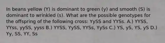 In beans yellow (Y) is dominant to green (y) and smooth (S) is dominant to wrinkled (s). What are the possible genotypes for the offspring of the following cross: YySS and YYSs. A.) YYSS, YYss, yySS, yyss B.) YYSS, YySS, YYSs, YySs C.) YS, yS, YS, yS D.) Yy, SS, YY, Ss