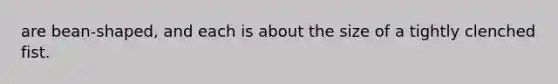 are bean-shaped, and each is about the size of a tightly clenched fist.