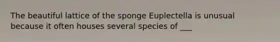 The beautiful lattice of the sponge Euplectella is unusual because it often houses several species of ___