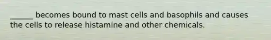 ______ becomes bound to mast cells and basophils and causes the cells to release histamine and other chemicals.