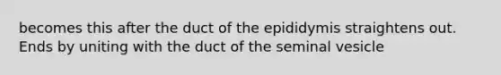 becomes this after the duct of the epididymis straightens out. Ends by uniting with the duct of the seminal vesicle