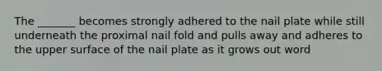 The _______ becomes strongly adhered to the nail plate while still underneath the proximal nail fold and pulls away and adheres to the upper surface of the nail plate as it grows out word