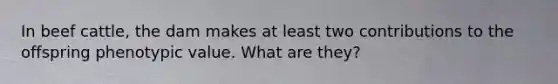 In beef cattle, the dam makes at least two contributions to the offspring phenotypic value. What are they?