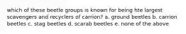 which of these beetle groups is known for being hte largest scavengers and recyclers of carrion? a. ground beetles b. carrion beetles c. stag beetles d. scarab beetles e. none of the above