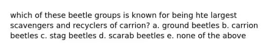 which of these beetle groups is known for being hte largest scavengers and recyclers of carrion? a. ground beetles b. carrion beetles c. stag beetles d. scarab beetles e. none of the above