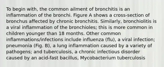 To begin with, the common ailment of bronchitis is an inflammation of the bronchi. Figure A shows a cross-section of bronchus affected by chronic bronchitis. Similarly, bronchiolitis is a viral inflammation of the bronchioles; this is more common in children younger than 18 months. Other common inflammations/infections include influenza (flu), a viral infection; pneumonia (Fig. B), a lung inflammation caused by a variety of pathogens; and tuberculosis, a chronic infectious disorder caused by an acid-fast bacillus, Mycobacterium tuberculosis