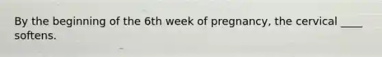 By the beginning of the 6th week of pregnancy, the cervical ____ softens.