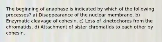 The beginning of anaphase is indicated by which of the following processes? a) Disappearance of the nuclear membrane. b) Enzymatic cleavage of cohesin. c) Loss of kinetochores from the chromatids. d) Attachment of sister chromatids to each other by cohesin.