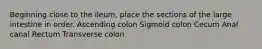 Beginning close to the ileum, place the sections of the large intestine in order. Ascending colon Sigmoid colon Cecum Anal canal Rectum Transverse colon