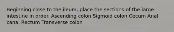 Beginning close to the ileum, place the sections of the large intestine in order. Ascending colon Sigmoid colon Cecum Anal canal Rectum Transverse colon