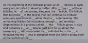 At the beginning of the follicular phase 10-25 __ follicles in each ovary are recruited to develop further. After __ days, __ of these follicles, in __ of the ovaries, becomes the __ follicle. The follicle that becomes __ is the follicle that can continue to produce adequate quantities of __ while plasma __ is decreasing. The remaining follicles fail to produce enough __ and undergo degeneration in a process called __. The __ follicle grows in size and becomes a __ or __ follicle. Just prior to ovulation the secondary __, still surrounded by __ cells that form the __, is released into the __ and is extruded when the follicle bursts open at the surface of the __.