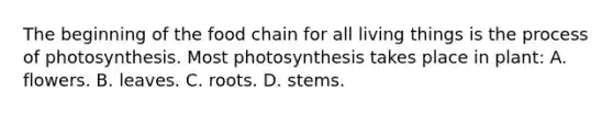 The beginning of the food chain for all living things is the process of photosynthesis. Most photosynthesis takes place in plant: A. flowers. B. leaves. C. roots. D. stems.