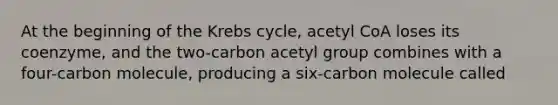 At the beginning of the Krebs cycle, acetyl CoA loses its coenzyme, and the two-carbon acetyl group combines with a four-carbon molecule, producing a six-carbon molecule called