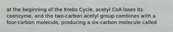 at the beginning of the Krebs Cycle, acetyl CoA loses its coenzyme, and the two-carbon acetyl group combines with a four-carbon molecule, producing a six-carbon molecule called