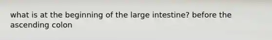 what is at the beginning of the large intestine? before the ascending colon