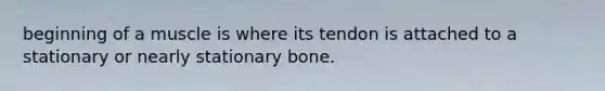 beginning of a muscle is where its tendon is attached to a stationary or nearly stationary bone.