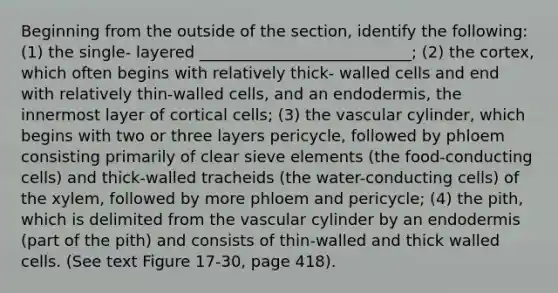 Beginning from the outside of the section, identify the following: (1) the single- layered ___________________________; (2) the cortex, which often begins with relatively thick- walled cells and end with relatively thin-walled cells, and an endodermis, the innermost layer of cortical cells; (3) the vascular cylinder, which begins with two or three layers pericycle, followed by phloem consisting primarily of clear sieve elements (the food-conducting cells) and thick-walled tracheids (the water-conducting cells) of the xylem, followed by more phloem and pericycle; (4) the pith, which is delimited from the vascular cylinder by an endodermis (part of the pith) and consists of thin-walled and thick walled cells. (See text Figure 17-30, page 418).