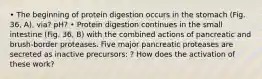 • The beginning of protein digestion occurs in the stomach (Fig. 36, A), via? pH? • Protein digestion continues in the small intestine (Fig. 36, B) with the combined actions of pancreatic and brush-border proteases. Five major pancreatic proteases are secreted as inactive precursors: ? How does the activation of these work?