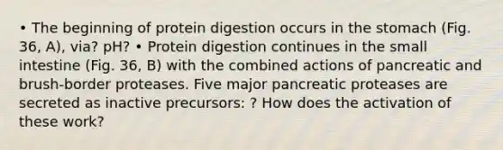 • The beginning of protein digestion occurs in the stomach (Fig. 36, A), via? pH? • Protein digestion continues in the small intestine (Fig. 36, B) with the combined actions of pancreatic and brush-border proteases. Five major pancreatic proteases are secreted as inactive precursors: ? How does the activation of these work?