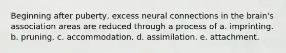 Beginning after puberty, excess neural connections in the brain's association areas are reduced through a process of a. imprinting. b. pruning. c. accommodation. d. assimilation. e. attachment.