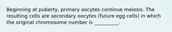 Beginning at puberty, primary oocytes continue meiosis. The resulting cells are secondary oocytes (future egg cells) in which the original chromosome number is __________.