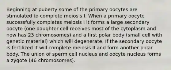 Beginning at puberty some of the primary oocytes are stimulated to complete meiosis I. When a primary oocyte successfully completes meiosis I it forms a large secondary oocyte (one daughter cell receives most of the cytoplasm and now has 23 chromosomes) and a first polar body (small cell with genetic material) which will degenerate. If the secondary oocyte is fertilized it will complete meiosis II and form another polar body. The union of sperm cell nucleus and oocyte nucleus forms a zygote (46 chromosomes).