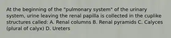 At the beginning of the "pulmonary system" of the urinary system, urine leaving the renal papilla is collected in the cuplike structures called: A. Renal columns B. Renal pyramids C. Calyces (plural of calyx) D. Ureters