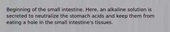 Beginning of the small intestine. Here, an alkaline solution is secreted to neutralize the stomach acids and keep them from eating a hole in the small intestine's tissues.