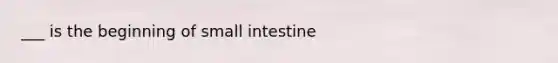 ___ is the beginning of small intestine