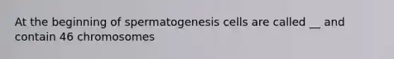 At the beginning of spermatogenesis cells are called __ and contain 46 chromosomes