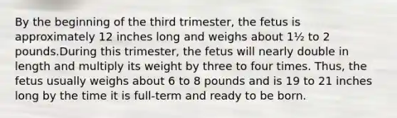 By the beginning of the third trimester, the fetus is approximately 12 inches long and weighs about 1½ to 2 pounds.During this trimester, the fetus will nearly double in length and multiply its weight by three to four times. Thus, the fetus usually weighs about 6 to 8 pounds and is 19 to 21 inches long by the time it is full-term and ready to be born.