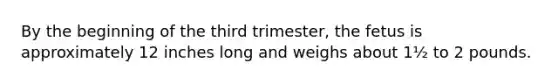 By the beginning of the third trimester, the fetus is approximately 12 inches long and weighs about 1½ to 2 pounds.