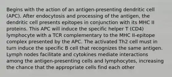 Begins with the action of an antigen-presenting dendritic cell (APC). After endocytosis and processing of the antigen, the dendritic cell presents epitopes in conjunction with its MHC II proteins. This APC will induce the specific helper T (CD4) lymphocyte with a TCR complementary to the MHC II-epitope complex presented by the APC. The activated Th2 cell must in turn induce the specific B cell that recognizes the same antigen. Lymph nodes facilitate and cytokines mediate interactions among the antigen-presenting cells and lymphocytes, increasing the chance that the appropriate cells find each other