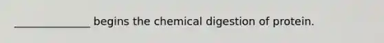 ______________ begins the chemical digestion of protein.