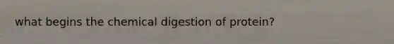 what begins the chemical digestion of protein?