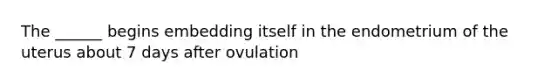 The ______ begins embedding itself in the endometrium of the uterus about 7 days after ovulation