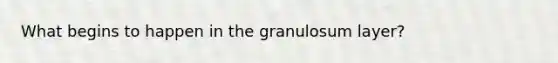 What begins to happen in the granulosum layer?