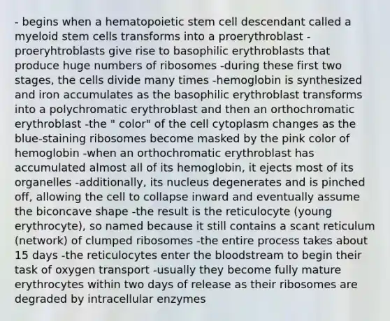 - begins when a hematopoietic stem cell descendant called a myeloid stem cells transforms into a proerythroblast -proeryhtroblasts give rise to basophilic erythroblasts that produce huge numbers of ribosomes -during these first two stages, the cells divide many times -hemoglobin is synthesized and iron accumulates as the basophilic erythroblast transforms into a polychromatic erythroblast and then an orthochromatic erythroblast -the " color" of the cell cytoplasm changes as the blue-staining ribosomes become masked by the pink color of hemoglobin -when an orthochromatic erythroblast has accumulated almost all of its hemoglobin, it ejects most of its organelles -additionally, its nucleus degenerates and is pinched off, allowing the cell to collapse inward and eventually assume the biconcave shape -the result is the reticulocyte (young erythrocyte), so named because it still contains a scant reticulum (network) of clumped ribosomes -the entire process takes about 15 days -the reticulocytes enter the bloodstream to begin their task of oxygen transport -usually they become fully mature erythrocytes within two days of release as their ribosomes are degraded by intracellular enzymes