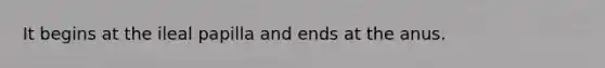 It begins at the ileal papilla and ends at the anus.