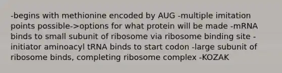 -begins with methionine encoded by AUG -multiple imitation points possible->options for what protein will be made -mRNA binds to small subunit of ribosome via ribosome binding site -initiator aminoacyl tRNA binds to start codon -large subunit of ribosome binds, completing ribosome complex -KOZAK