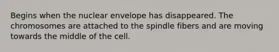 Begins when the nuclear envelope has disappeared. The chromosomes are attached to the spindle fibers and are moving towards the middle of the cell.