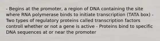 - Begins at the promoter, a region of DNA containing the site where RNA polymerase binds to initiate transcription (TATA box) - Two types of regulatory proteins called transcription factors controll whether or not a gene is active - Proteins bind to specific DNA sequences at or near the promoter