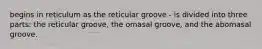 begins in reticulum as the reticular groove - is divided into three parts: the reticular groove, the omasal groove, and the abomasal groove.