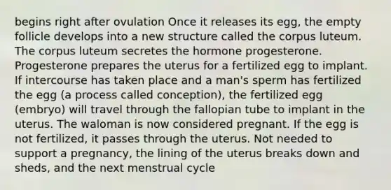 begins right after ovulation Once it releases its egg, the empty follicle develops into a new structure called the corpus luteum. The corpus luteum secretes the hormone progesterone. Progesterone prepares the uterus for a fertilized egg to implant. If intercourse has taken place and a man's sperm has fertilized the egg (a process called conception), the fertilized egg (embryo) will travel through the fallopian tube to implant in the uterus. The waloman is now considered pregnant. If the egg is not fertilized, it passes through the uterus. Not needed to support a pregnancy, the lining of the uterus breaks down and sheds, and the next menstrual cycle