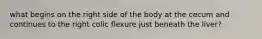 what begins on the right side of the body at the cecum and continues to the right colic flexure just beneath the liver?