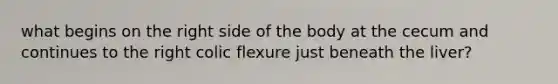 what begins on the right side of the body at the cecum and continues to the right colic flexure just beneath the liver?