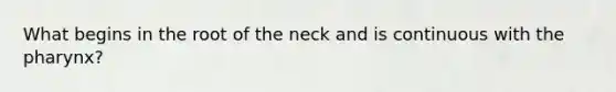 What begins in the root of the neck and is continuous with the pharynx?